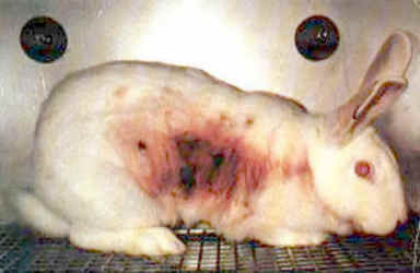 La gran mentira sobre la nueva ley de experimentación animal en Europa Esencia_vegana_conejo_experimentacion_animal