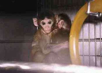 La gran mentira sobre la nueva ley de experimentación animal en Europa Esencia_vegana_monos_experimentacion_animal